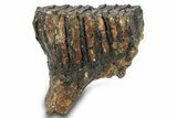 Woolly Mammoth Upper M Molar - North Sea Deposits #295872-2